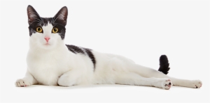 Cat Png Image - Bia: Por Um Triz - Coleção Viagens Na Ficção