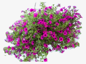 Erasing The Background - Blumen Ampeln