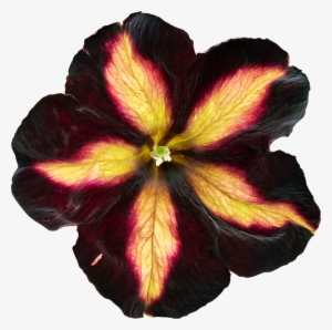 97 Fleur Detouree Pe - Fleurs Detouree