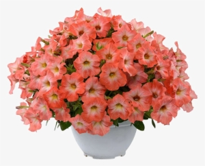 Petunia Png Transparent Image - Orange Genetically Modified Petunia