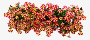 Balcony Flowers Png