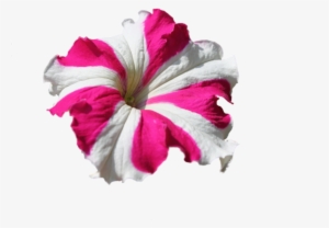 Share This Image - Petunia Flower