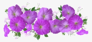 Petunias Png