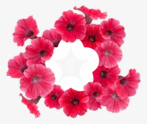 Surfinia® Trailing Red - Petunien Png