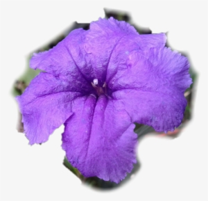 Petunia Png