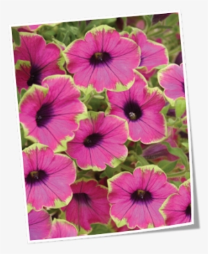 2010 Plant Highlights - Pretty Much Picasso Petunia