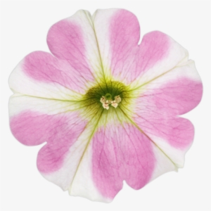 Introducing Surfinia Heartbeat - Petunia