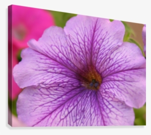 Purple Petunia Photograph Canvas Print - Petunia