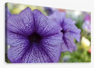 Blue Petunia Photograph Canvas Print - Petunia