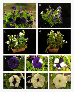 Alternation Of Flower Coloration In Transgenic Petunia - Petunia Aurone