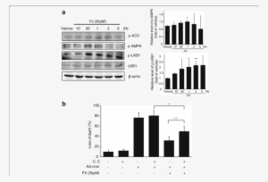 Fx-induced The Activation Of Ampk Alleviates Cell Damage - Common Fig