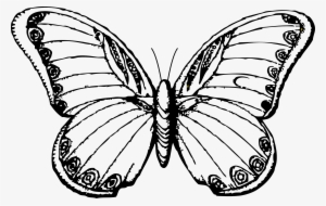 Download Collection Of Free Butterflies Drawing Beginner Download ...