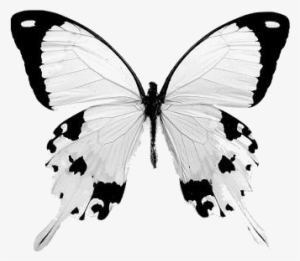 The Papilio Dardanus Swallowtail Is A Light Cream Colored
