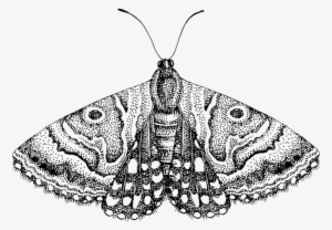 Moth Png Free Download - Moth Black And White Clipart
