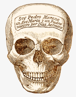 Skeleton Head, Human, Head, Graphics, Bone, Hq Photo - Naturalist Halloween