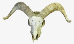 Goat Skull - Google Search - Animal Skull Transparent Png