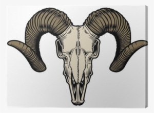 Skull Of A Goat
