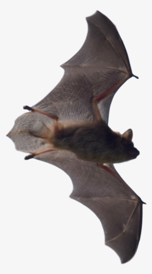 Bat Problems In Michigan - Michigan Bat