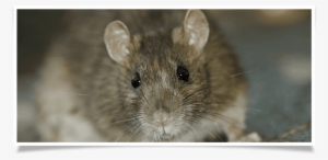 It's Never Pleasant To Have Rats Around Your Home - Ww1 Rat