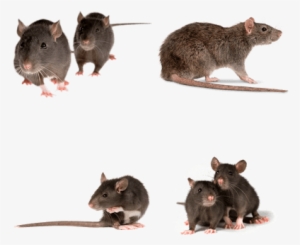 Rats - Bonazza Plug-in Ultrasonic Pest Repeller Best St