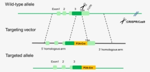 B Drd1 Cre Rats - Portable Network Graphics