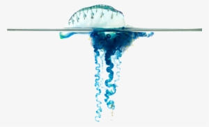 Bluebottle