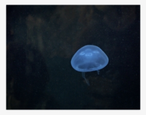 Jellyfish Poster 14"x11" - Cnidaria