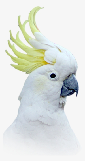 Sulphur Crested Cockatoo - Sulphur Crested Cockatoo Png