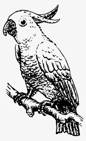 Png