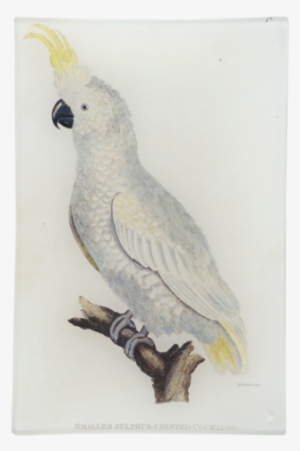 Smaller Sulphur Crested Cockatoo - Cockatiel