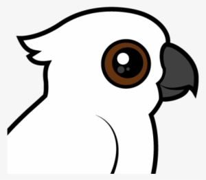 About The Umbrella Cockatoo - White Cockatoo