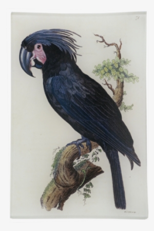 Black Cockatoo - Yellow-tailed Black Cockatoo