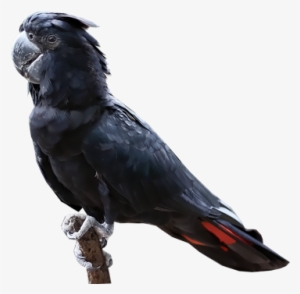 Red Tailed Black Cockatoo - Black Cockatoo