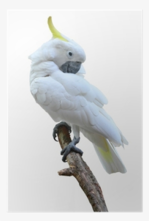 Cockatoo