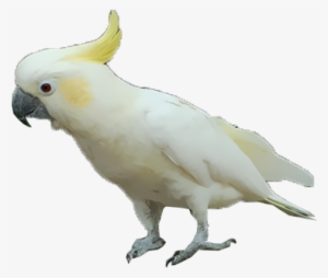 Yellow-crested Cockatoo - Sulphur-crested Cockatoo