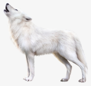 Arctic Fox Png Download Image - Transparent White Fox Png