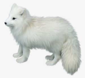 Arctic Fox Png Picture - Arctic Fox Transparent Background