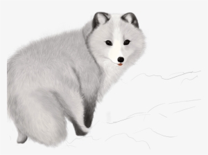 Free Png Fox Png Images Transparent - Raposa Do Artico Png