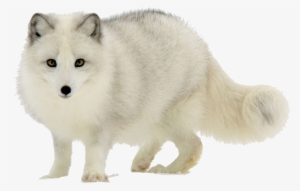 Arctic Fox Png Transparent Image - Arctic Fox