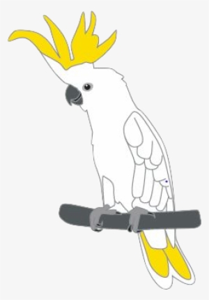 Sulphur-crested Cockatoo Pins - Sulphur-crested Cockatoo