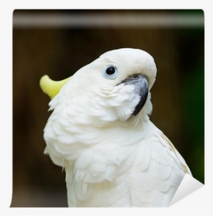 Sulphur-crested Cockatoo