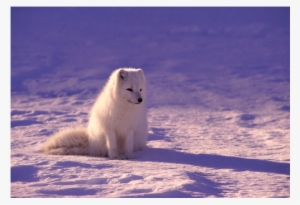 Arctic Fox - Beautiful Arctic Fox Sitting In The Snow Journal