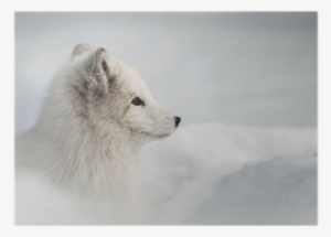 Arctic Fox Framed Print (203mm X 305mm 8in X 12in)