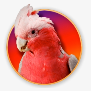 Royalty-free