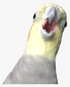 23 Mar - Alex The Honking Bird