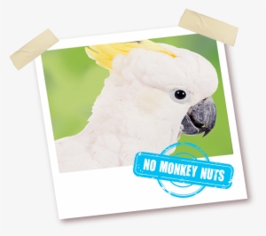 With No Monkey Nuts - Peanut