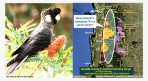 Baudins Cockatoo And Wintering Area Walkgps Sept2017 - African Grey