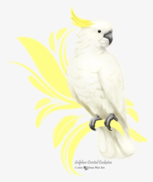 Cockatoo Com Crista Do Enxofre Camiseta