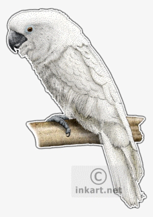 White Cockatoo Parrot Decal - White Cockatoo Greeting Card
