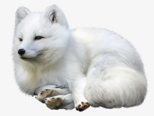 Arctic Fox Tier Wallpaper Cute Animals Winter Tube - Arctic Fox